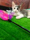 Pisica Debbie te va adora dacă o adopți