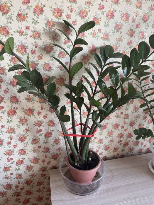 Продам комнатные растение цветы