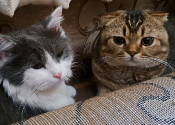 Продается котенок девочка