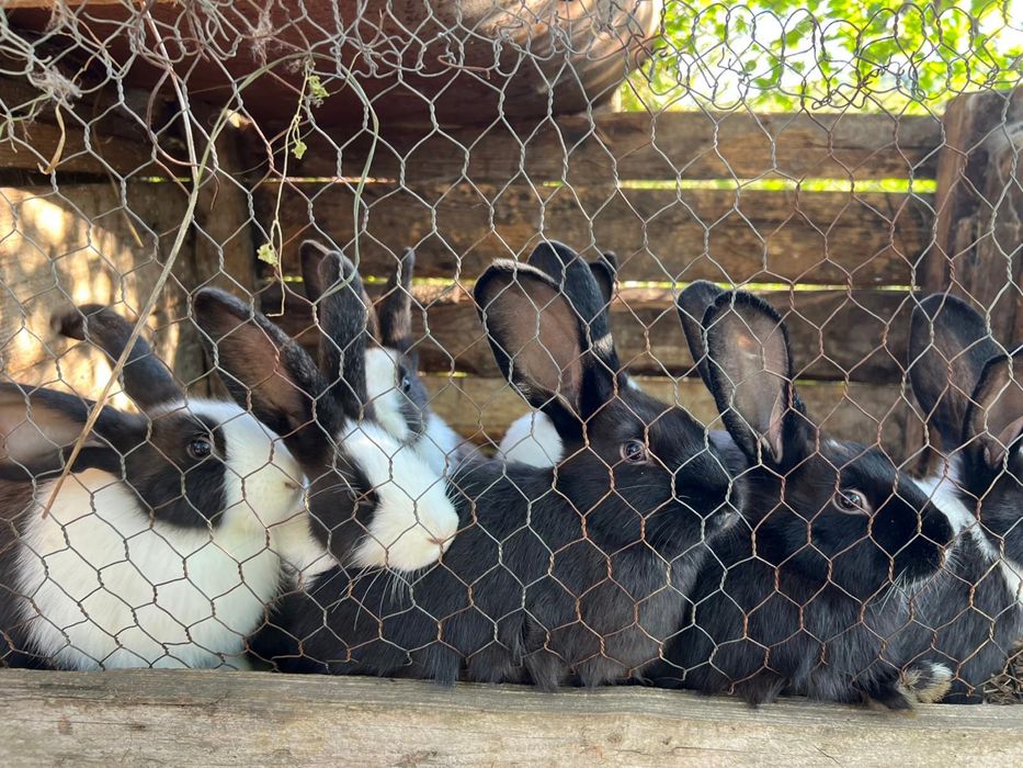 Vând iepuri de casa