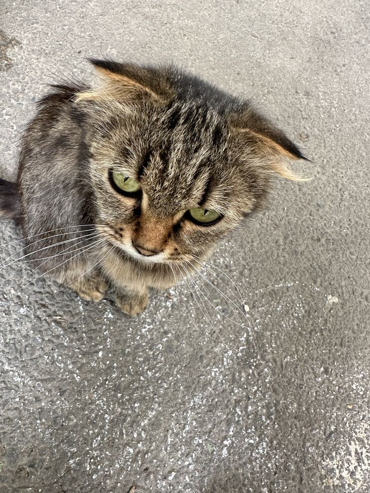Котенок живет во дворе.