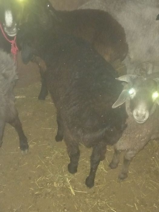 Bugoz quylar  sotiladi