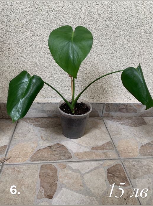 Монстера (Monstera Deliciosa)