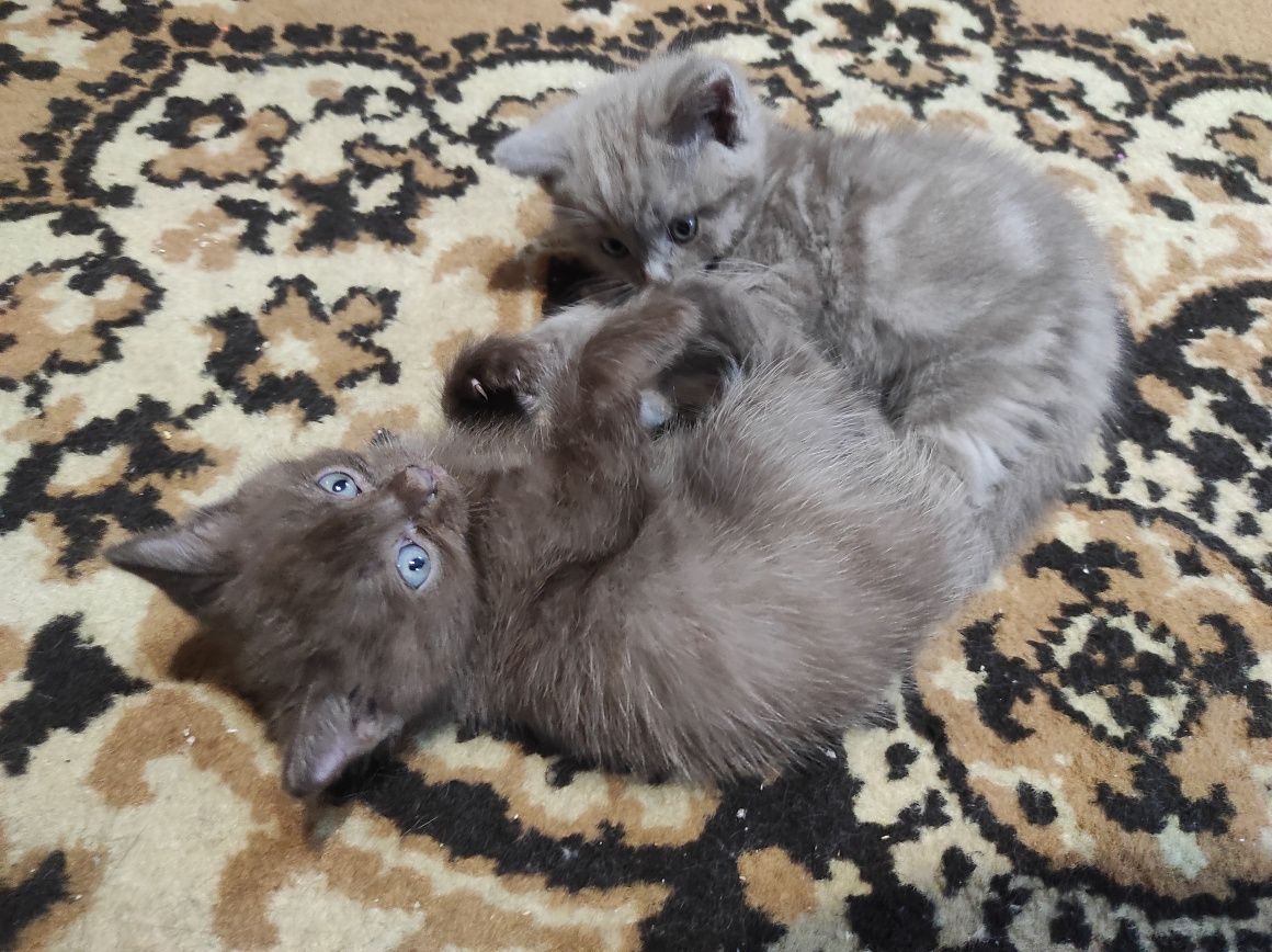 Отдам котят в добрые руки