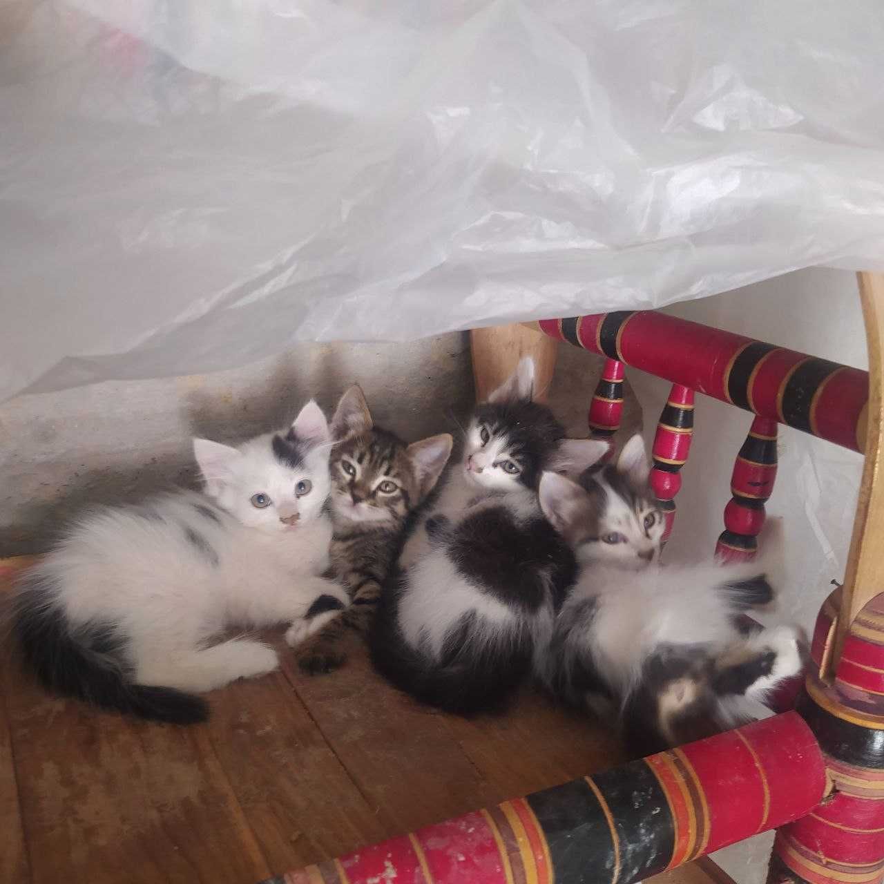 Котята бесплатно