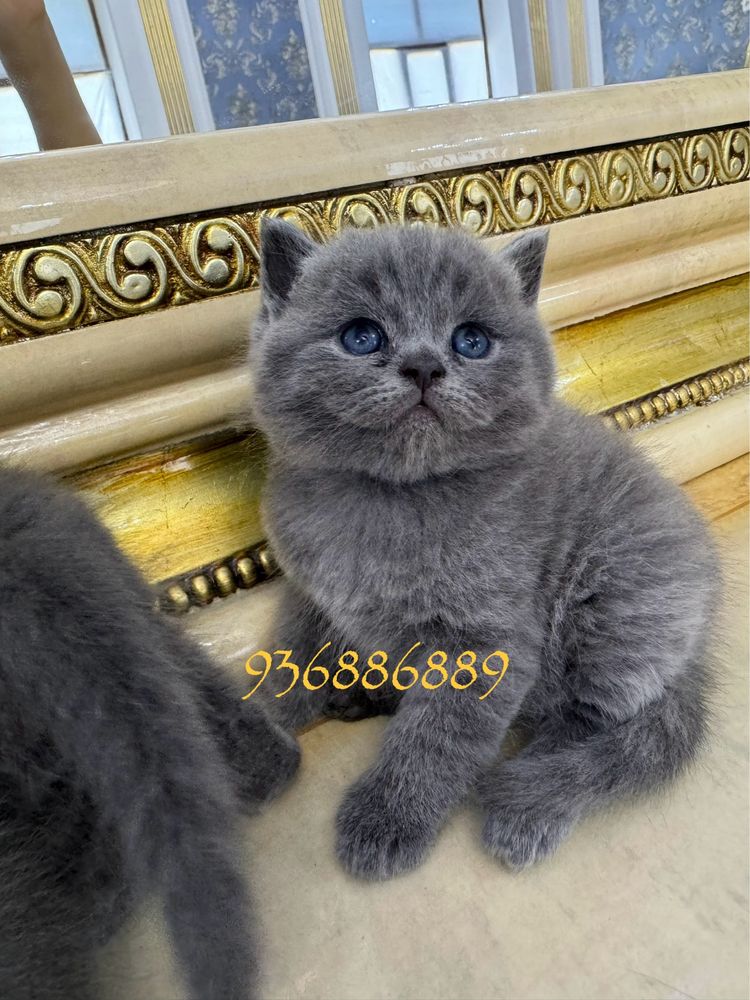 Плюшевые британцы Тигровая медвежата