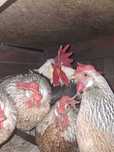 Oua de incubat rasa italian argintiu si australorp