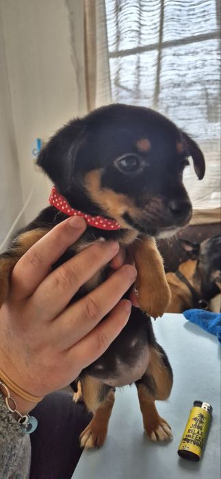 Кученца Пинчери на два месеца