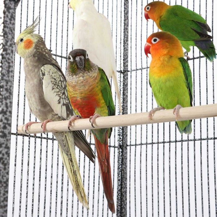 Voliera pasari colivie, Peruș, Canar, Nimfă, Papagal |S 615469 Black