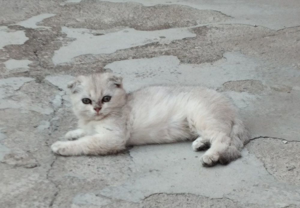 Кошки зотли 2.5 ойли Shinshilla qiz 
2.5 oyli
Sotuvda
Toshkentda
Onasi