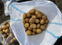 "ВермитехПлюс" реализует картофель отборный сорта "Гала", по 80тенге