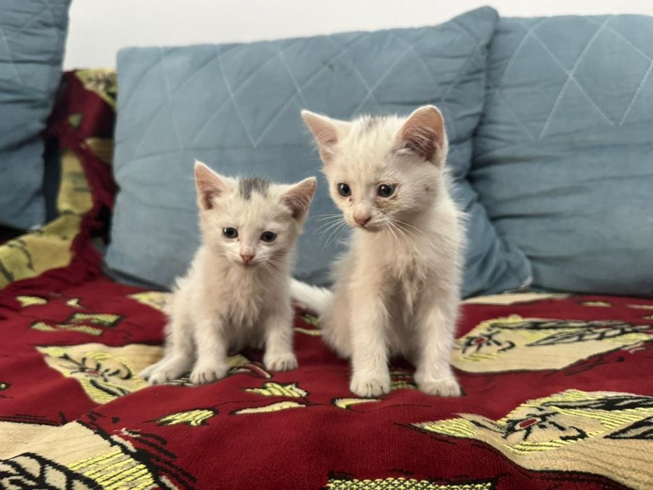 Отдам котят в хорошие руки