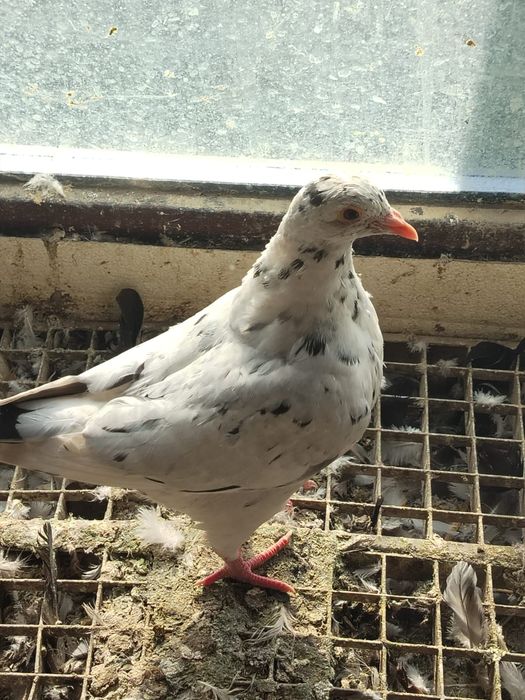 Porumbeii  Texani  si lahore