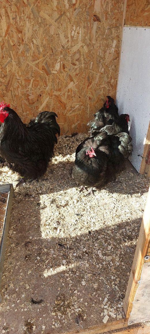 Se vinde familie de orpington negru 4 găini + 1 cocoș