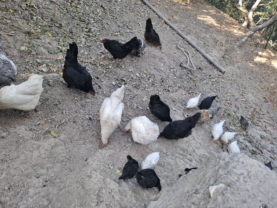 Tovuq va jo‘jala sotiladi 10 ta tovug 18 joja 2 xo‘roz