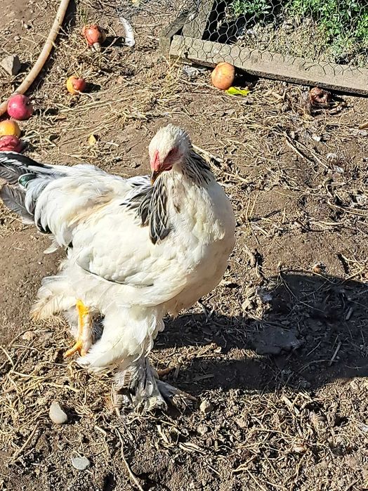 Vand cocoși Brahma Herminat Deschis