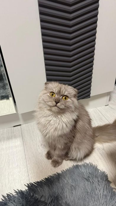 Еркек мысық сатылым