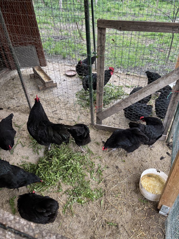 Vand gaini Australorp Negru