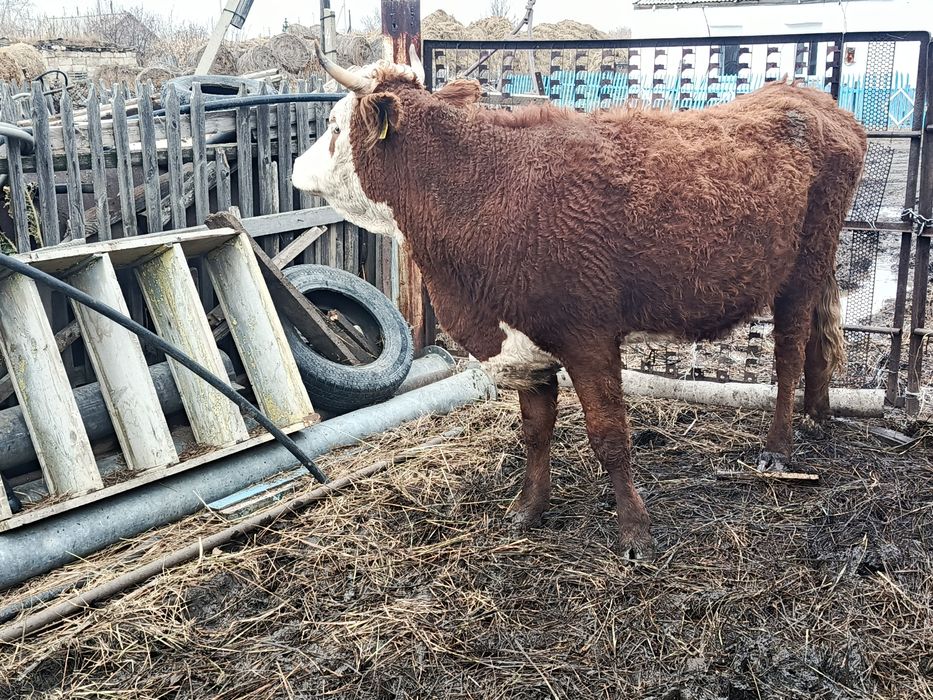 Продам быка  и корову молодую вместе.