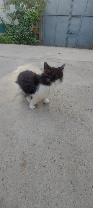Mushuk bolalari tekinga