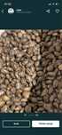 Seminte Ricin Rosu