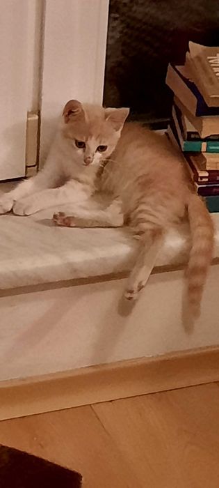 Pisoias roscatel dragalas