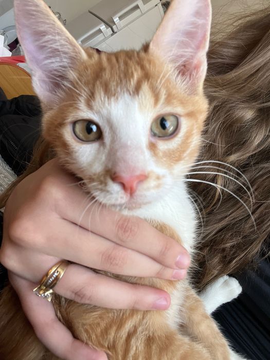 donez pisici crescute in casa