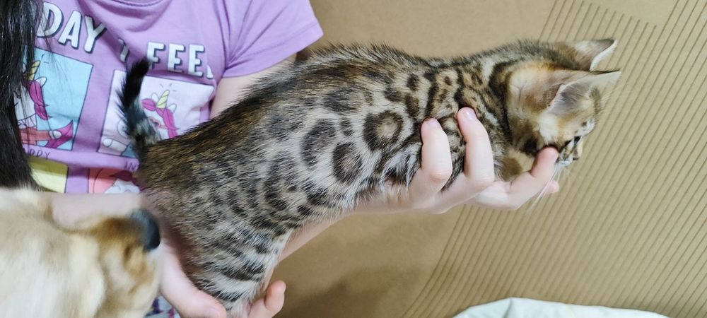 Продаются котята породы бенгальская