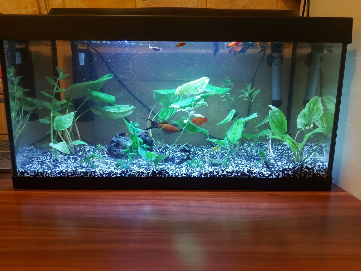 Acvariu tetra 60l