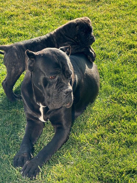 Cane corso cu pedigree!!