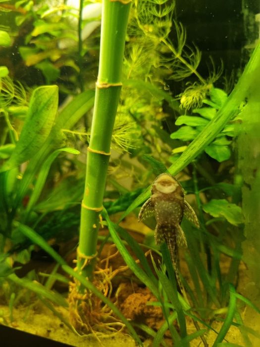 Ancistrusi  guppy sanitari acvariu