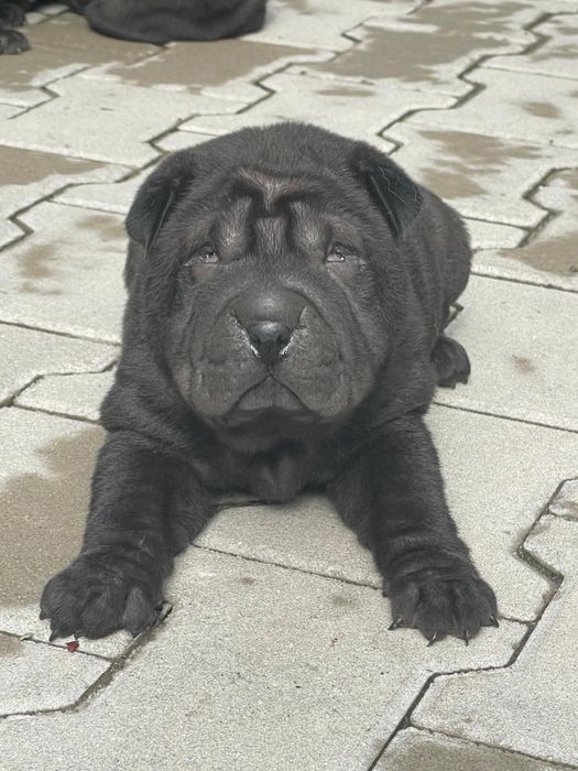 Mascul din rasa Shar Pei