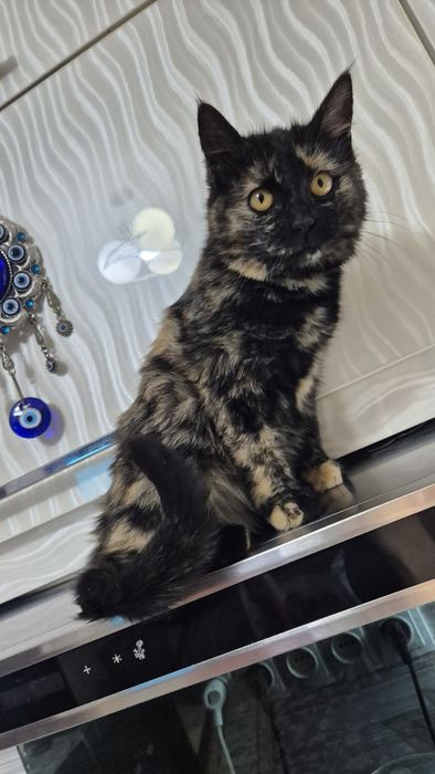 Срочно.  Кошечка ,девочка.  Даром .