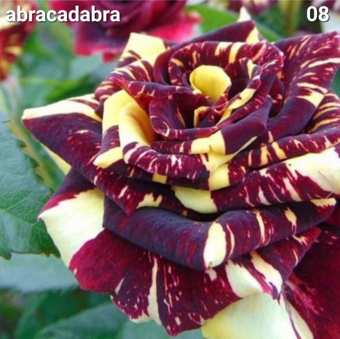 Butasi trandafiri altoiti urcatori/tufe