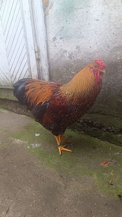 Cocoș wyandotte gsg
