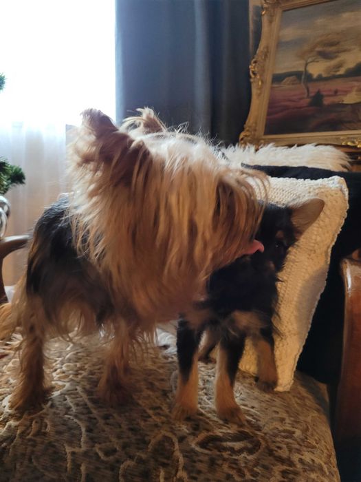 Майка Йоркширски териер с родословие, баща Померан