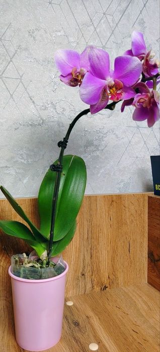 Орхидеи Phalaenopsis