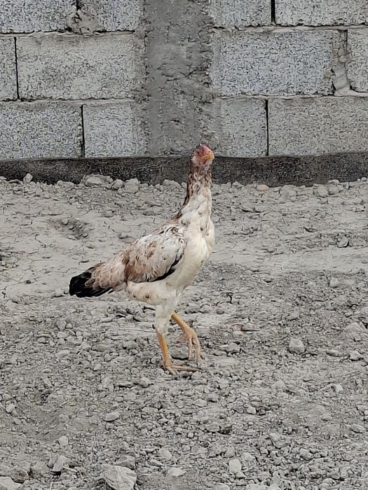 Mokiyon tovuqlar sotiladi