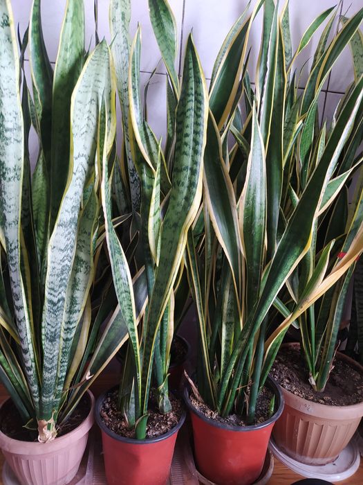 Комнатный цветок сансевьера.