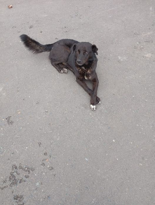 Отдам хорошего сторожа