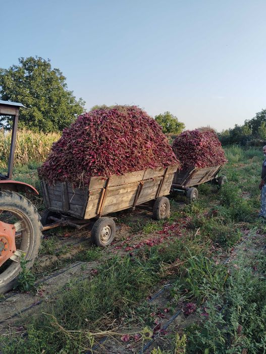 Ceapa Roșie de vanzate