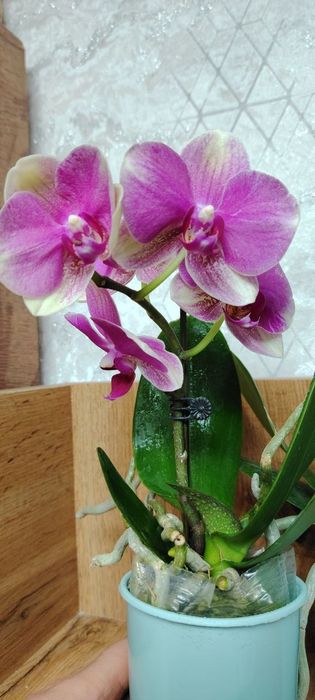 Орхидея Phalaenopsis Orchids in Purple