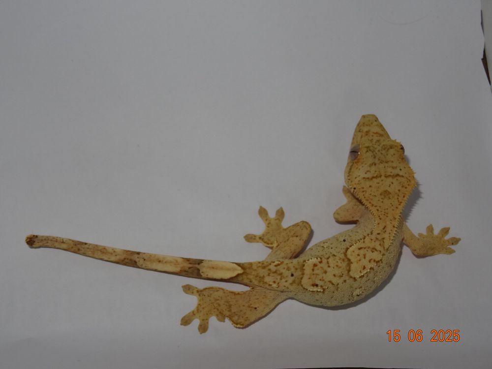 Ресничест бананояден гекон/Crested gecko