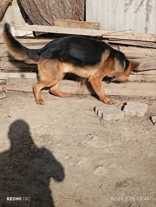 Продаётся щенки.