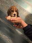 Cățelușă Beagle tricolor – 2 luni, cu pedigree,
