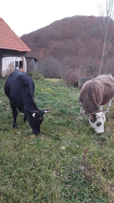 Vaci juninci de vinzare