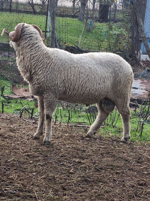 Berbec tanar pentru pastrama