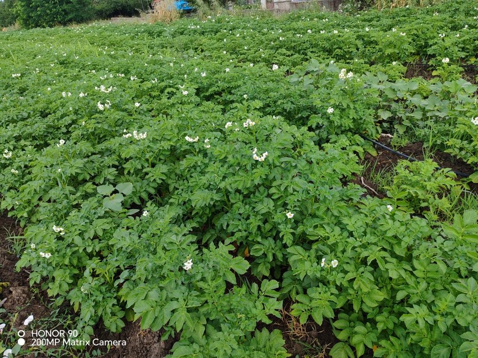 Картофи сорт Сорая