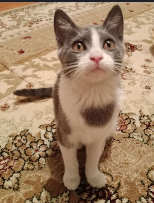 Бесплатный отдам котёнок по-хорошему руки tekinga mushuchani beraman