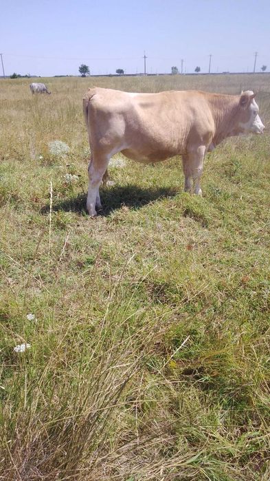 De vânzare vaci, tauri, capre, porci